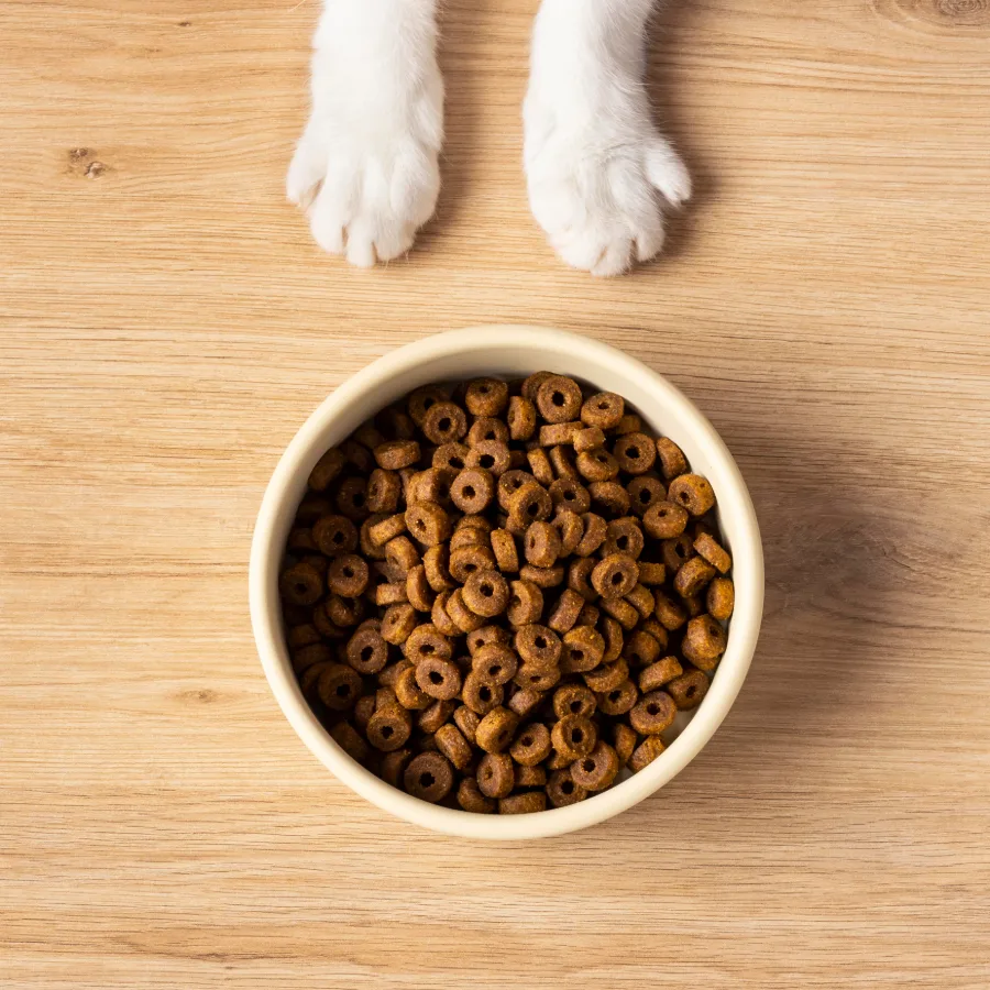 A dog’s front paws resting beside a full bowl of kibble on a wooden floor, representing the pet category
